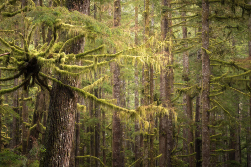 Vancouver Island, Avatar Grove, Port Renfrew, British Columbia, Kanada