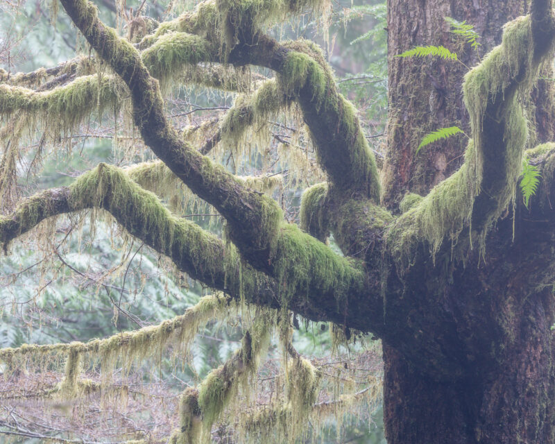 Carmanah Walbran Provincial Park, Vancouver Island, British Columbia, Kanada