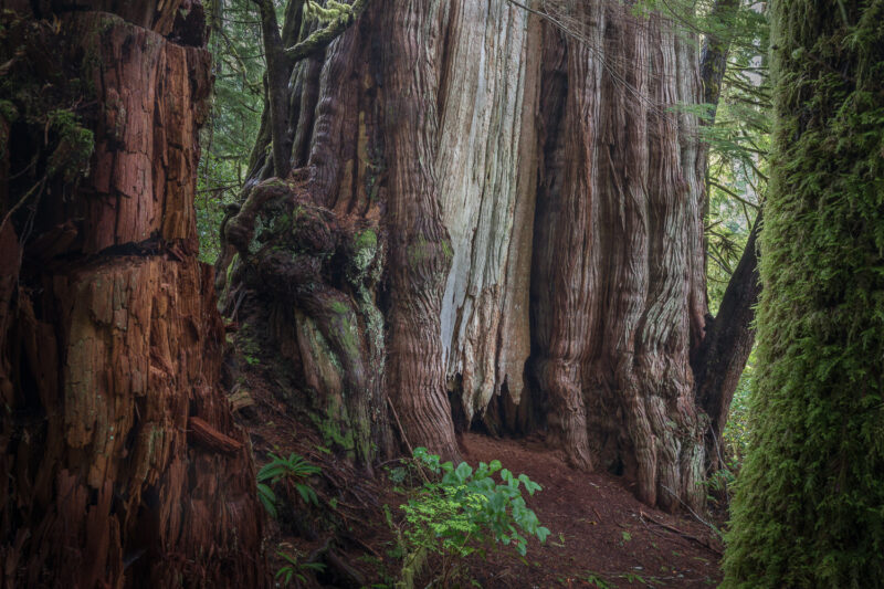 Cheewhat Giant Tree, Carmanah Walbran Provincial Park, Vancouver Island, British Columbia, Kanada