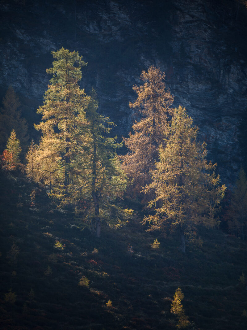 Rauriser Urwald, Nationalpark Hohe Tauern, Österreich