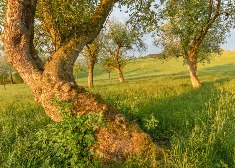 Mehlberg, Niederösterreich, Österreich 