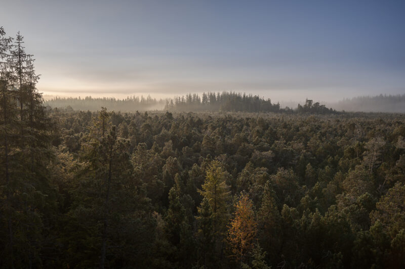 Waldviertel, Niederösterreich, Österreich