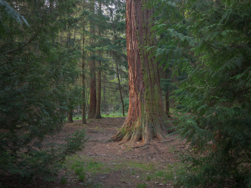 Dunkelsteinerwald, Österreich