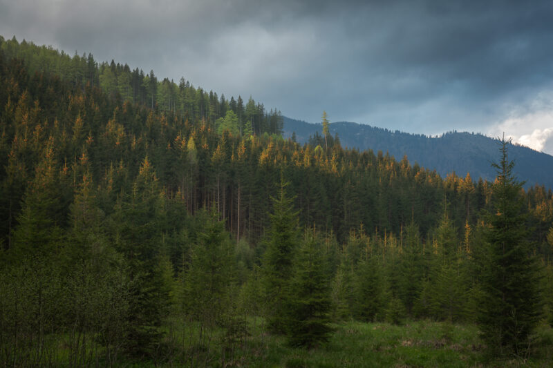 Naturpark Mürzer Oberland, Österreich 