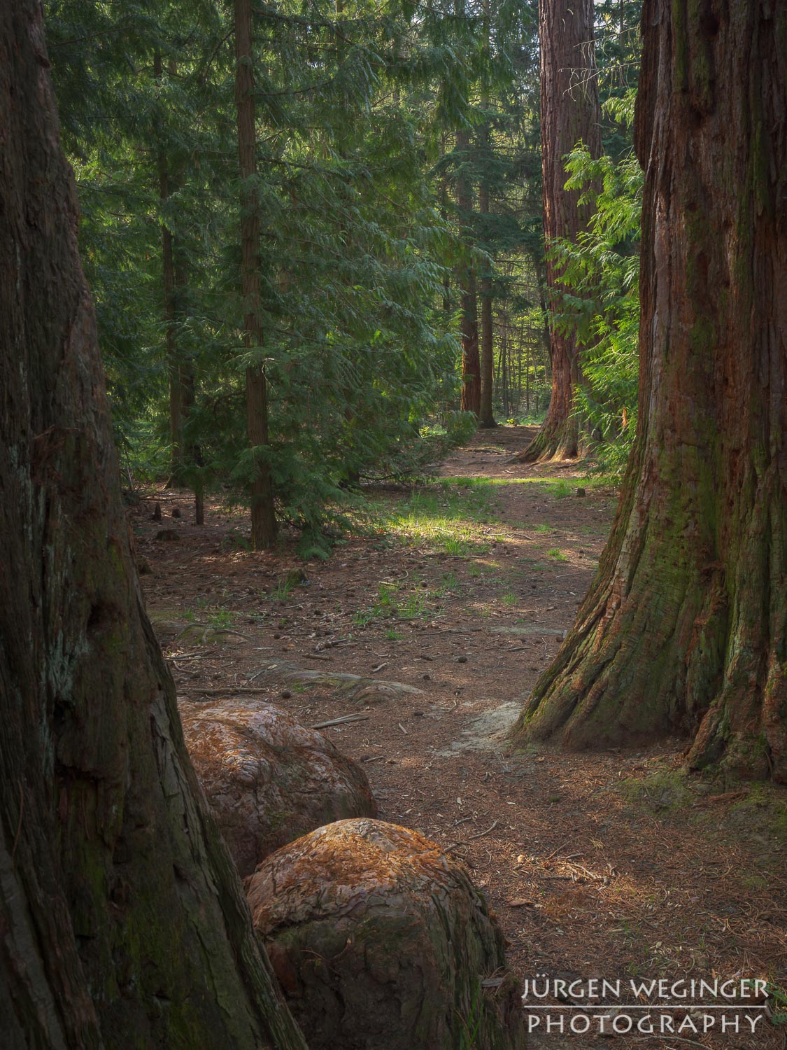 mammutbäume, paudorf, dunkelsteinerwald, österreich, landsschaftsfotografie, waldfotografie