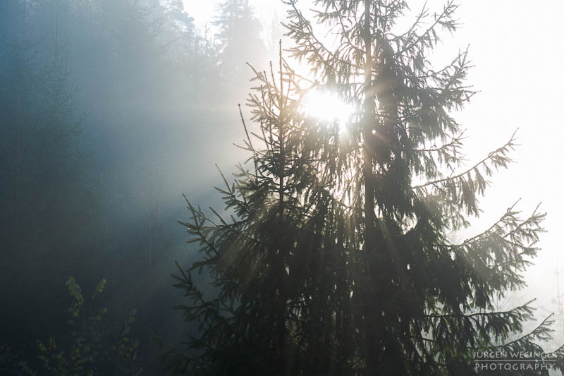 Gegenlicht durch einen Nadelbaum hindurch