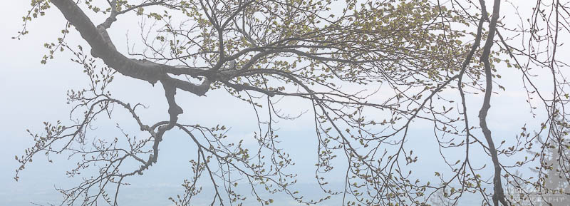 Panorama eines Astes im Nebel mit Blättern am Abend