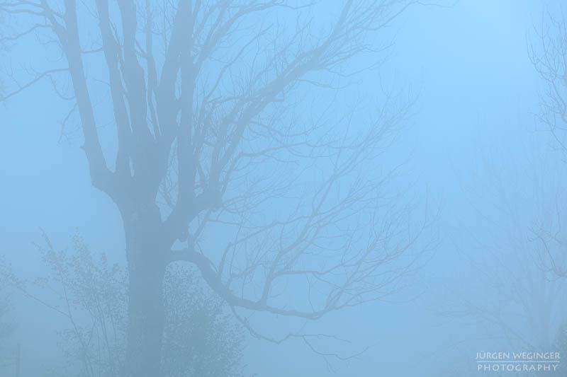 Baum im dichten Nebel am Abend