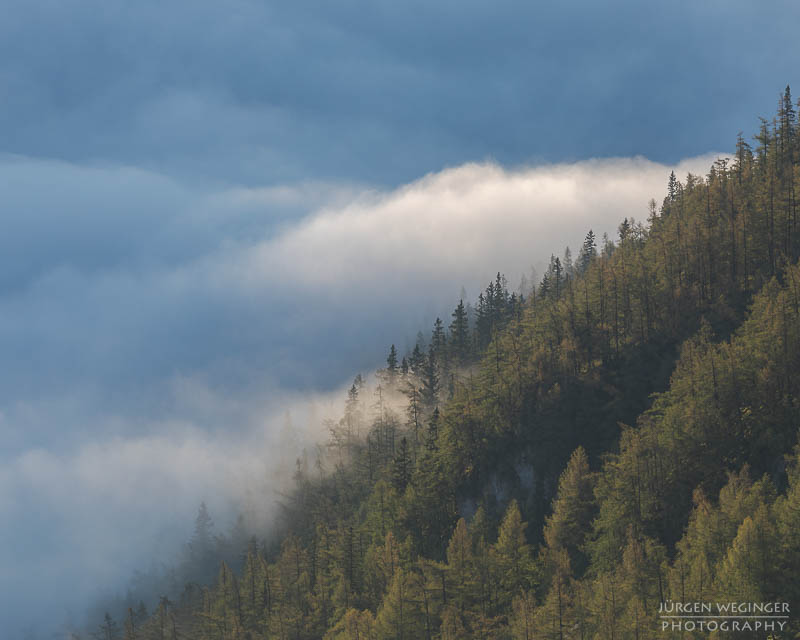 Bäume auf einem Berghang im Nebel im Gebirge