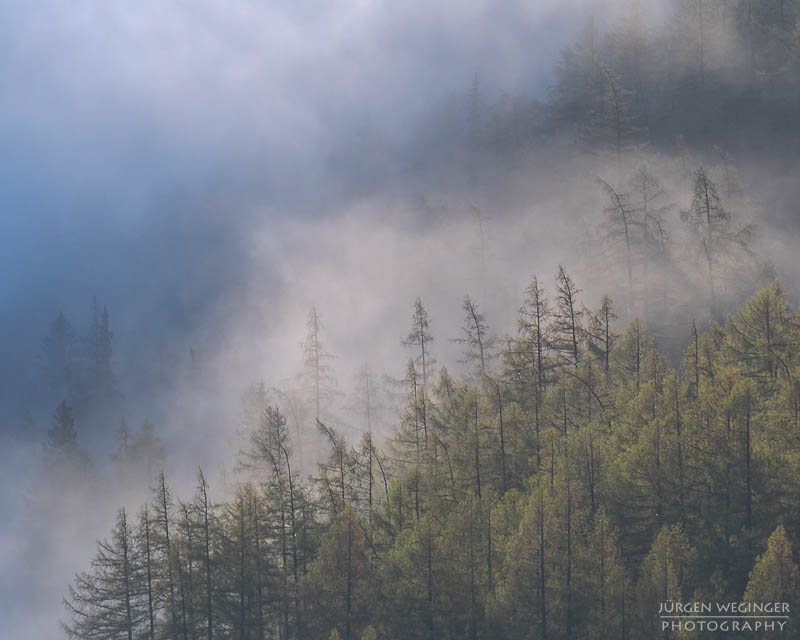 Bäume auf einem Berghang im Nebel im Gebirge