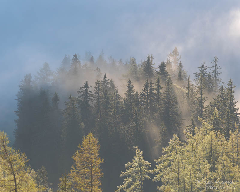 Bäume auf einem Berghang im Nebel im Gebirge