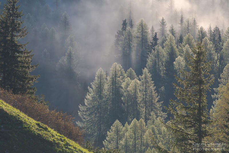 Bäume auf einem Berghang im Nebel im Gebirge