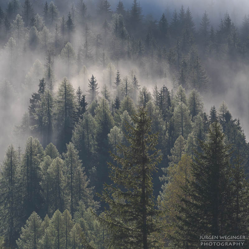 Bäume auf einem Berghang im Nebel im Gebirge