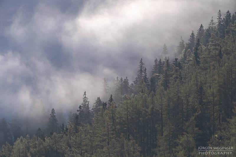 Bäume auf einem Berghang im Nebel im Gebirge