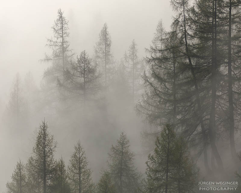 Bäume im Nebel im Gebirge