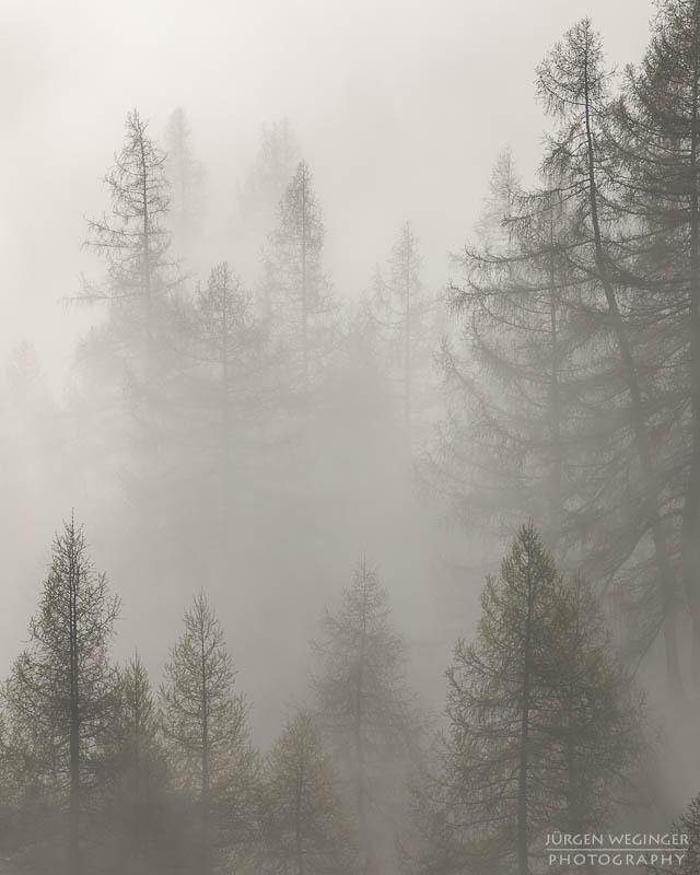 Bäume im Nebel im Gebirge