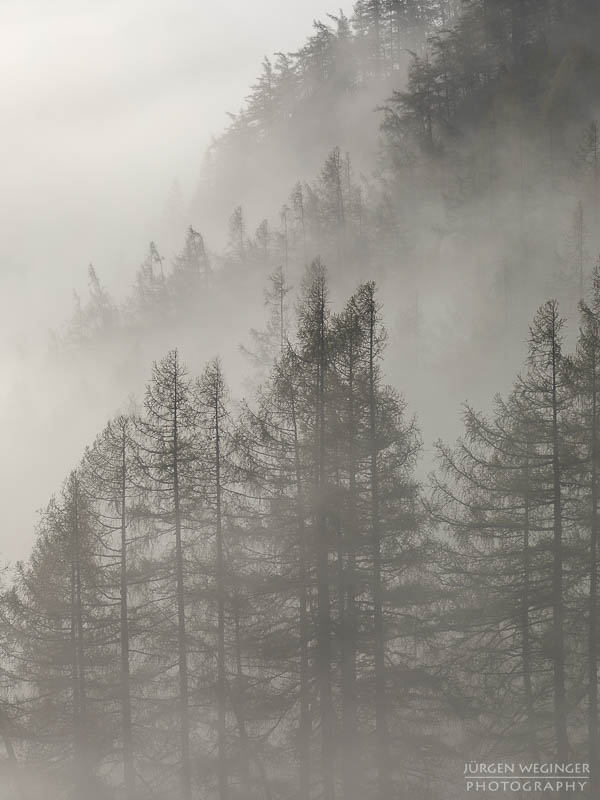 Bäume im Nebel im Gebirge