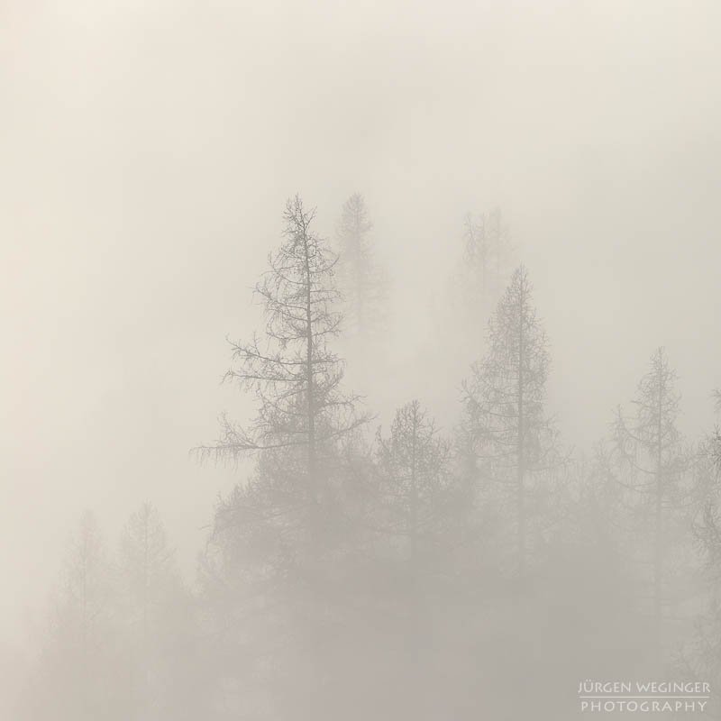 Bäume im Nebel im Gebirge