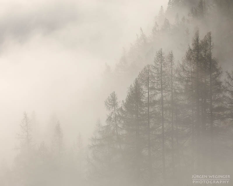 Bäume im Nebel im Gebirge