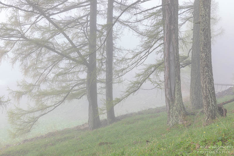 Bäume im Nebel im Gebirge