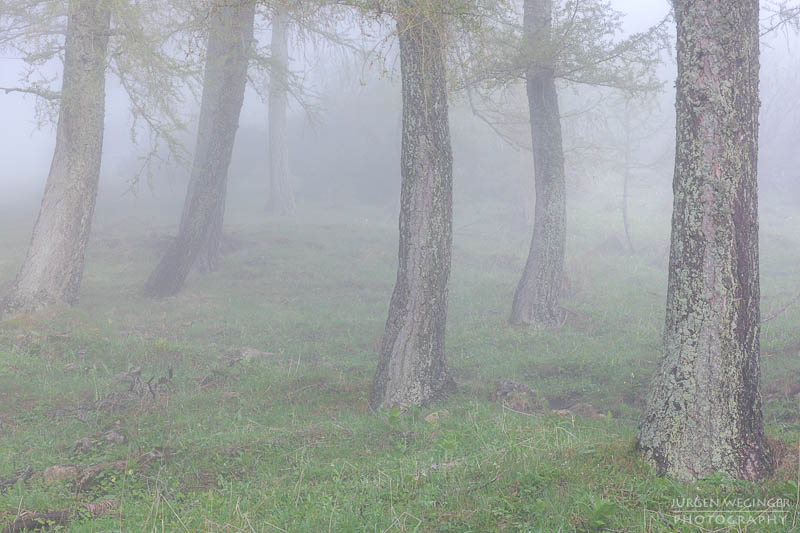 Bäume im Nebel im Gebirge