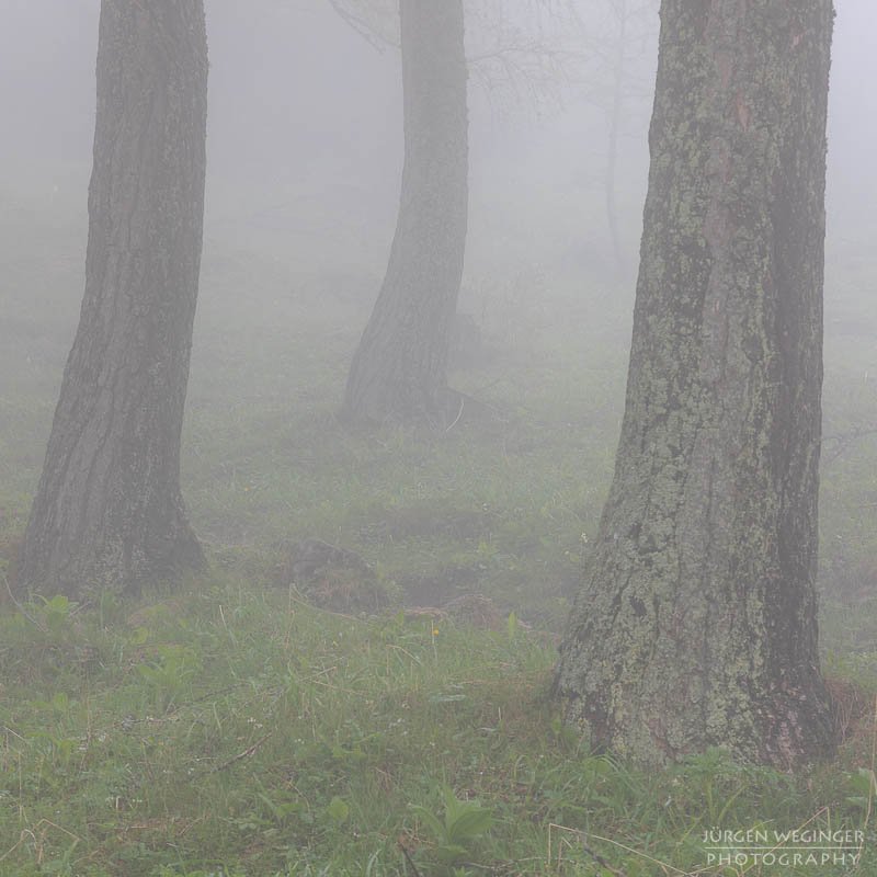 Bäume im Nebel im Gebirge