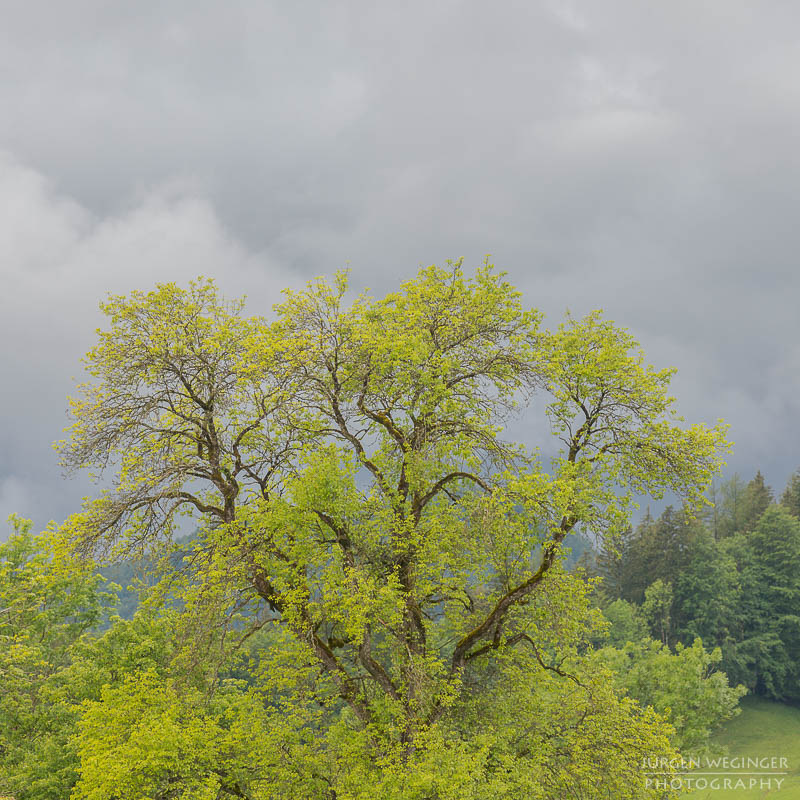 Baum mit grünen Blättern vor einem Wolkenhimmel