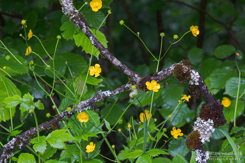 Ast mit grünen Blättern und gelben Blüten