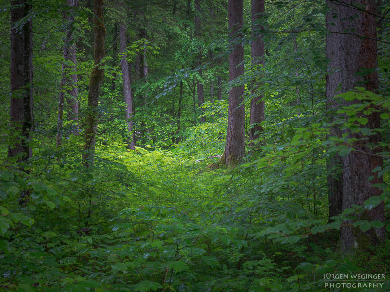 Blick ein einen Wald bei Regen