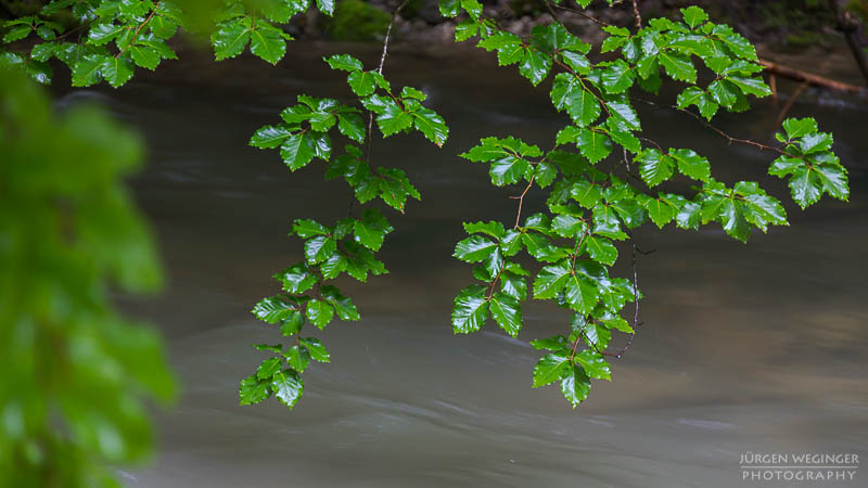 Nasse Blätter über einen tosenden Fluss