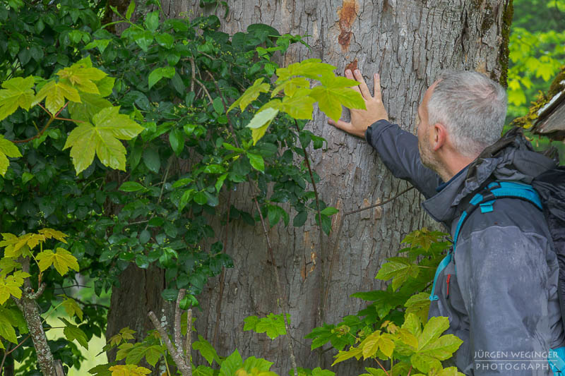 Mann legt Hand auf großen Baum