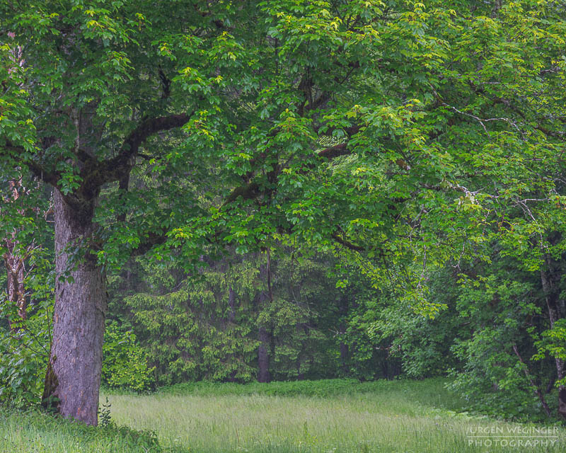 Baum bei Regen