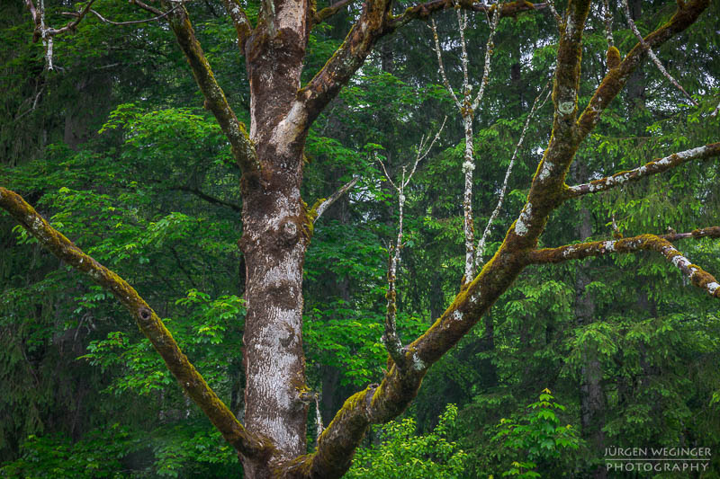 Abgestorbener Baum