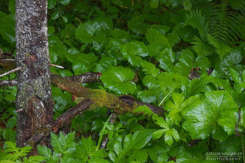 Kleiner Baumstamm mit grüner Vegetation