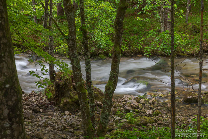 Ein Fluss in einem Waldgebiet