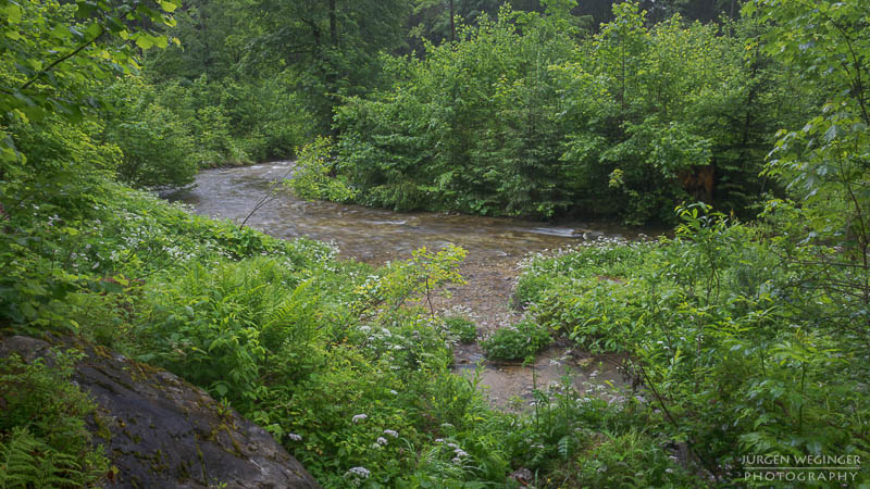 Ein Fluss in einem Waldgebiet