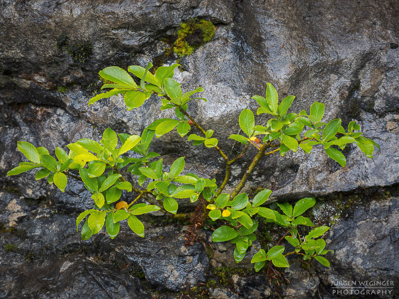 Grüne Vegetation auf einem Felsen