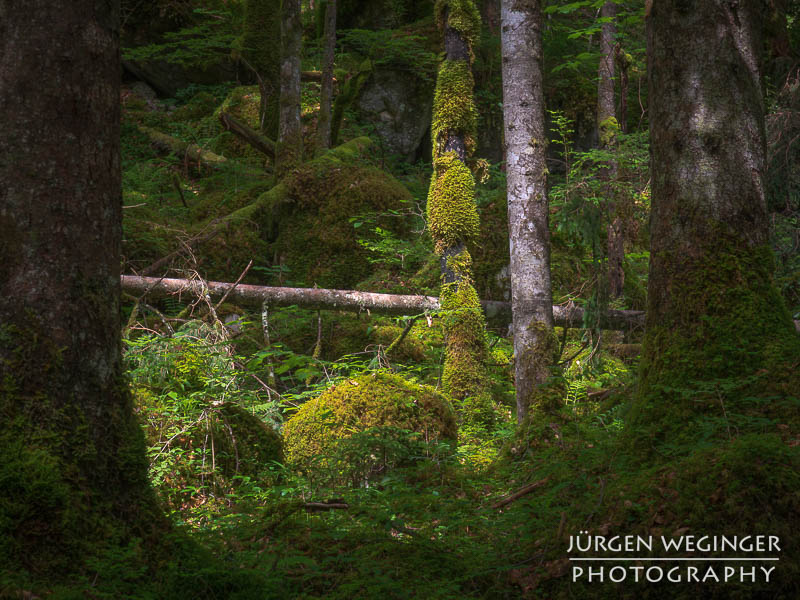 Ein dicht bewachsener Wald mit moosbedeckten Bäumen und Felsen. Das Sonnenlicht fällt vereinzelt durch das dichte Blätterdach und beleuchtet die üppige Vegetation am Waldboden. Ein umgestürzter Baum liegt quer über dem Boden.