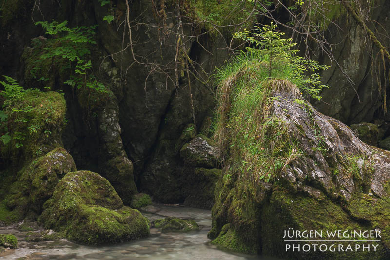 Ein felsiger Waldboden mit moosbedeckten Steinen und Felsen. Auf einem großen Felsen wächst Gras und eine kleine Pflanze. Im Hintergrund sind steile, dunkle Felswände zu sehen, die von üppiger Vegetation und herunterhängenden Ästen umgeben sind. Das Bild vermittelt eine ruhige, naturbelassene Atmosphäre.