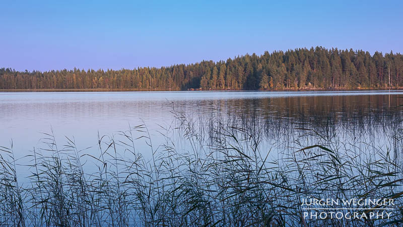 Ein See im Abendlicht mit Gräser im Vordergrund und einem Wald im Hintergrund