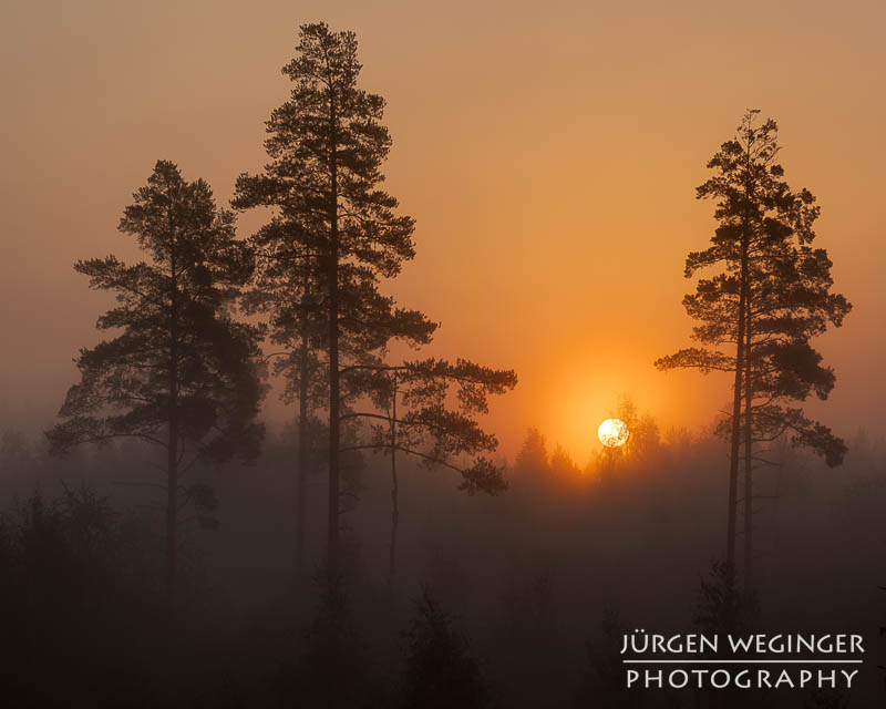 Sonnenaufgang hinter nebelverhangenen Bäumen in einem schwedischen Wald. Die goldene Sonne strahlt durch den Dunst und taucht die Szene in warmes, oranges Licht, während die Silhouetten der Bäume eine ruhige, mystische Atmosphäre schaffen.