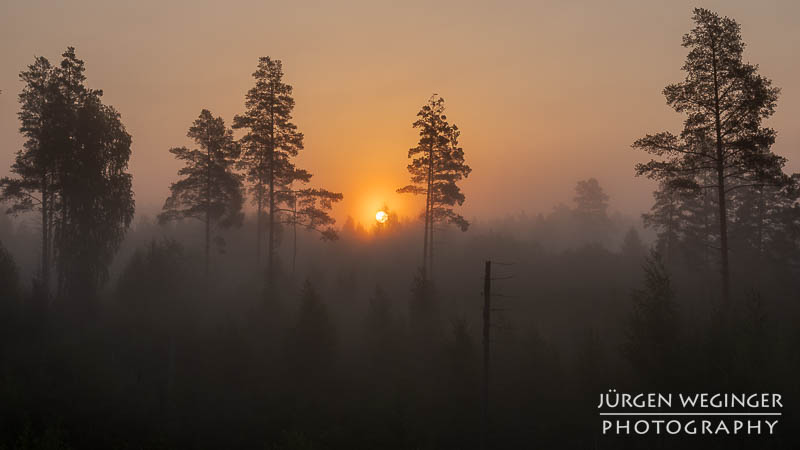 Sonnenaufgang hinter nebelverhangenen Bäumen in einem schwedischen Wald. Die goldene Sonne strahlt durch den Dunst und taucht die Szene in warmes, oranges Licht, während die Silhouetten der Bäume eine ruhige, mystische Atmosphäre schaffen.