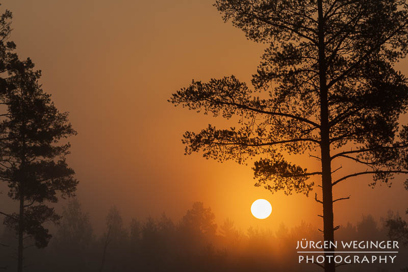 Sonnenaufgang hinter nebelverhangenen Bäumen in einem schwedischen Wald. Die goldene Sonne strahlt durch den Dunst und taucht die Szene in warmes, oranges Licht, während die Silhouetten der Bäume eine ruhige, mystische Atmosphäre schaffen.