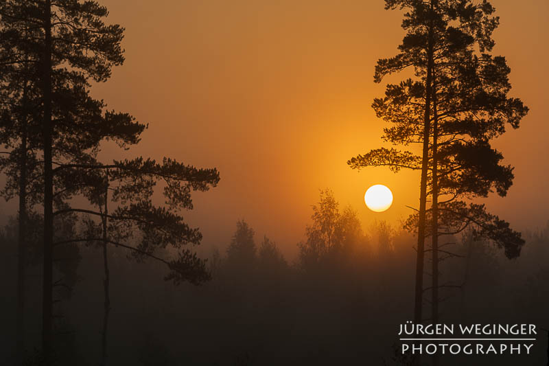 Sonnenaufgang hinter nebelverhangenen Bäumen in einem schwedischen Wald. Die goldene Sonne strahlt durch den Dunst und taucht die Szene in warmes, oranges Licht, während die Silhouetten der Bäume eine ruhige, mystische Atmosphäre schaffen.