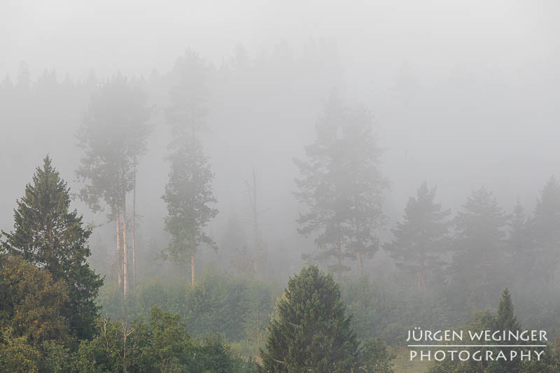 Ein dichter Nebel liegt über einem schwedischen Wald und verschleiert die Baumkronen, wodurch eine geheimnisvolle und ruhige Stimmung entsteht. Die hohen Kiefern und Fichten ragen nur schemenhaft durch den Nebelschleier hindurch