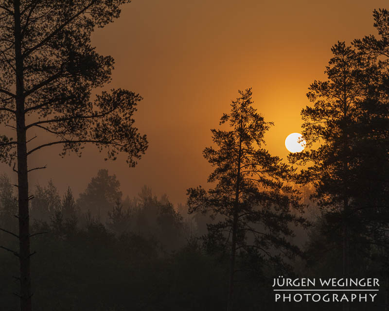 Sonnenaufgang hinter nebelverhangenen Bäumen in einem schwedischen Wald. Die goldene Sonne strahlt durch den Dunst und taucht die Szene in warmes, oranges Licht, während die Silhouetten der Bäume eine ruhige, mystische Atmosphäre schaffen.