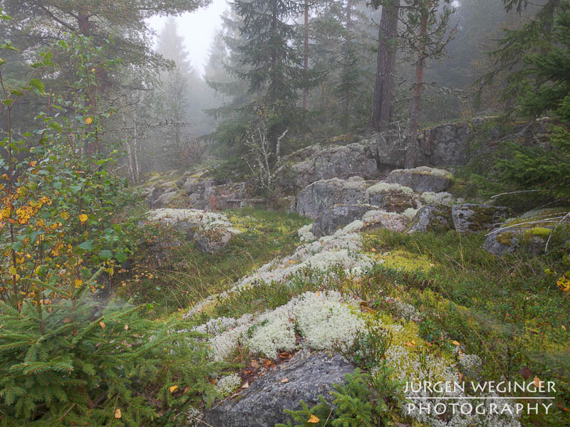 Ein felsiger Waldboden in Schweden, bedeckt mit Moosen, Flechten und niedrigen Pflanzen. Der Nebel im Hintergrund verstärkt die mystische Atmosphäre des dichten Waldes, der von hohen Fichten und Kiefern umgeben ist. Gelbe Blätter setzen herbstliche Farbakzente