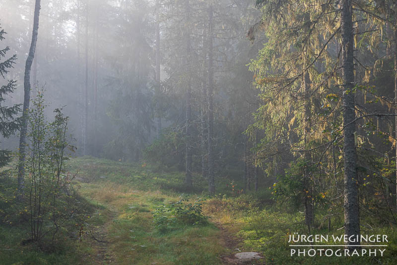 Ein Waldgebiet mit Nebel in Schweden. Die Sonne bricht durch den Nebel und kreiert herrliche Sonnenstrahlen.