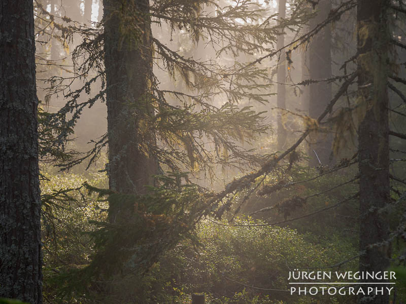 Ein Wald in Schweden, bedeckt mit niedrigen Pflanzen. Der Nebel im Hintergrund verstärkt die mystische Atmosphäre des dichten Waldes, der von hohen Fichten und Kiefern umgeben ist