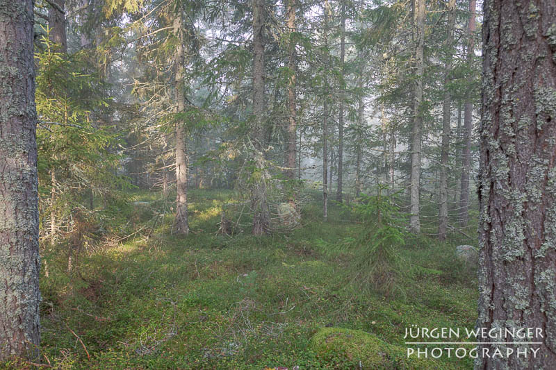 Ein Wald in Schweden, bedeckt mit niedrigen Pflanzen. Der Nebel im Hintergrund verstärkt die mystische Atmosphäre des dichten Waldes, der von hohen Fichten und Kiefern umgeben ist